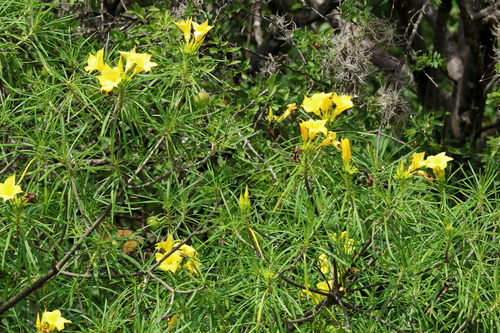 Yellow Oleander (Cascabela thevetioides)