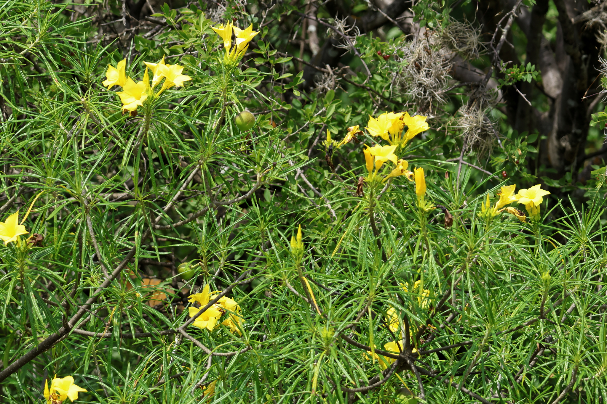 Yellow Oleander (Cascabela thevetioides)