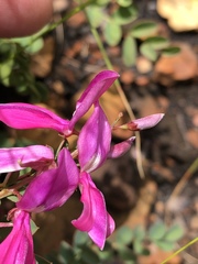 Indigofera langebergensis
