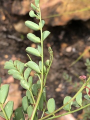 Indigofera langebergensis