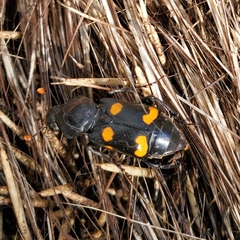 Nicrophorus carolina