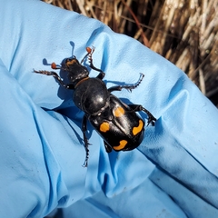 Nicrophorus carolina
