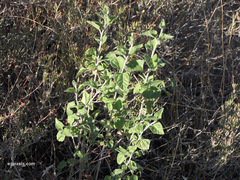 Justicia californica
