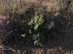 Justicia californica
