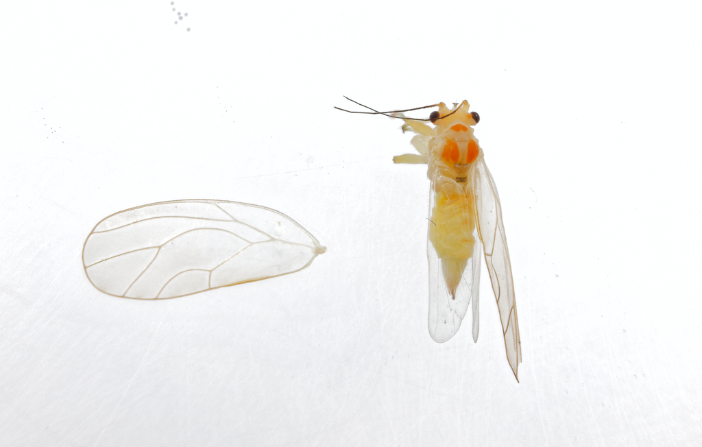Psylla sanguinea