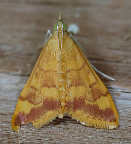 Golden Pyrausta Moth and Allies photo 4