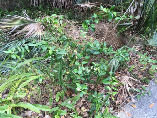 Atalantia buxifolia image