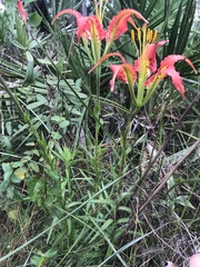 Lilium catesbaei image