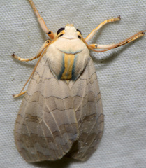 Halysidota tessellaris