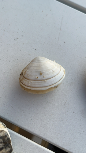 Solid Surfclam, Zeeland, photo 7 of 10