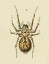 Andronova annulata