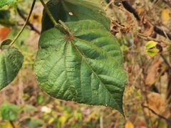 Dombeya reclinata
