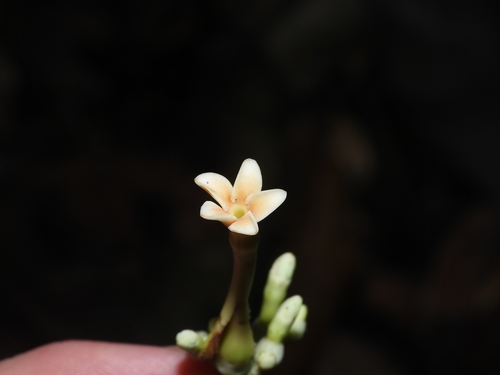 Lacmellea floribunda