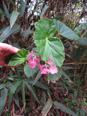 Begonia bracteosa
