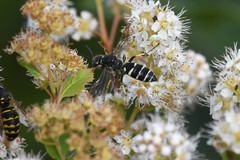 Aphilanthops frigidus