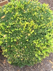 Buxus