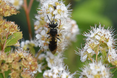 Aphilanthops frigidus