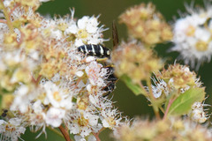 Aphilanthops frigidus