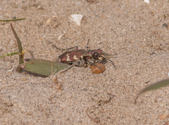 Cicindela hybrida