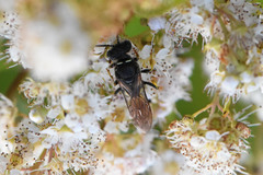 Aphilanthops frigidus