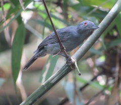 Thamnophilus schistaceus