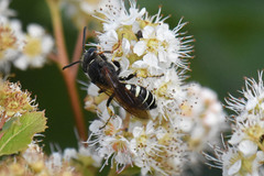 Aphilanthops frigidus