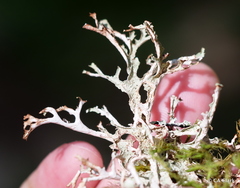 Platismatia stenophylla