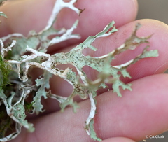 Platismatia stenophylla