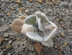 Matthiola odoratissima