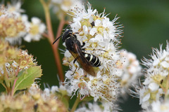 Aphilanthops frigidus