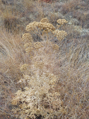 Seseli gummiferum