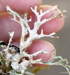 Platismatia stenophylla