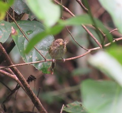 Lophotriccus eulophotes
