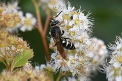 Aphilanthops frigidus