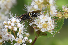 Aphilanthops frigidus
