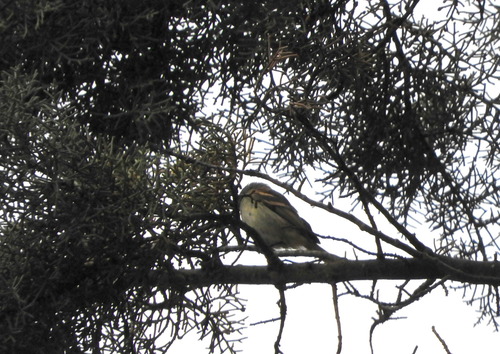 Tawny-rumped Tyrannulet (Tyranniscus uropygialis), photo 2