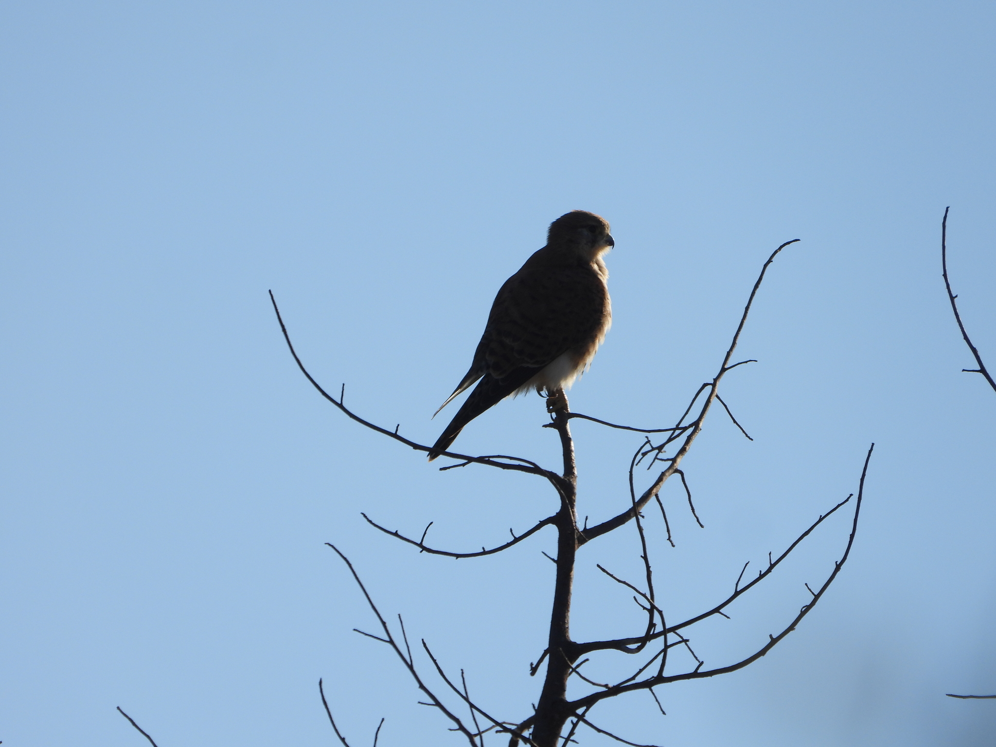 Malagasy Kestrel (Falco newtoni), photo 10