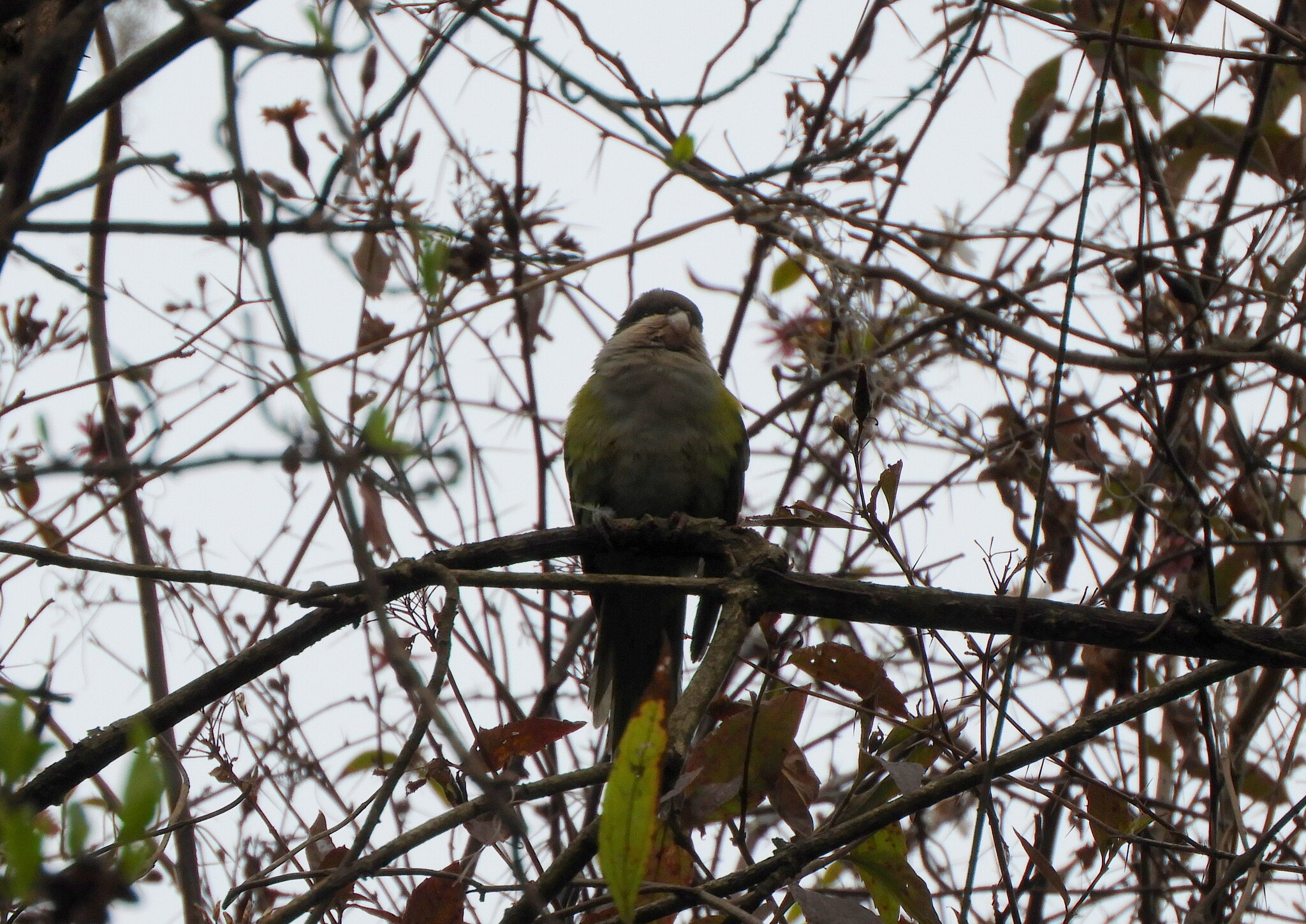 Grey-hooded Parakeet (Psilopsiagon aymara), photo 9