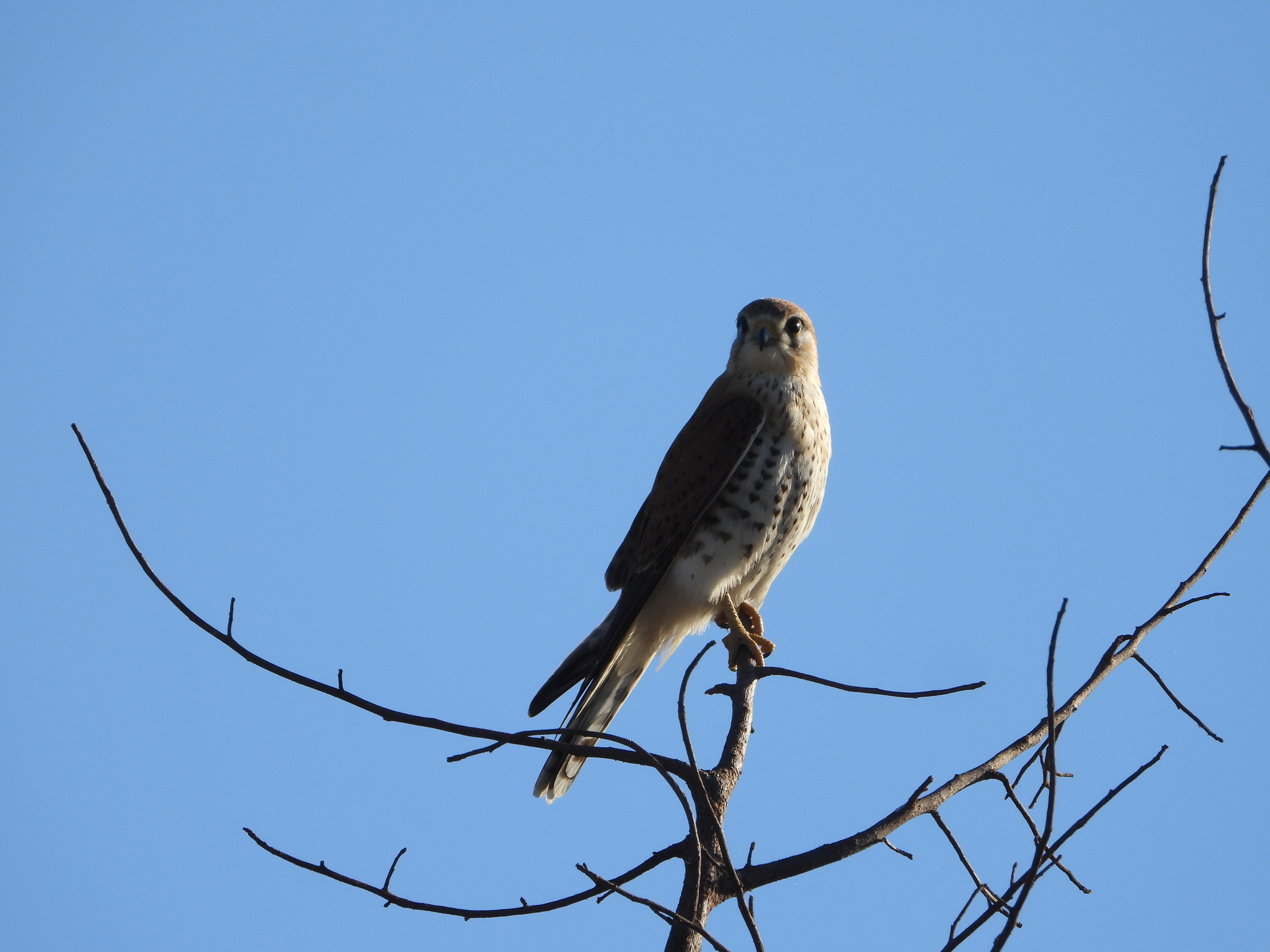 Malagasy Kestrel (Falco newtoni), photo 9