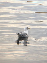 Larus argentatus
