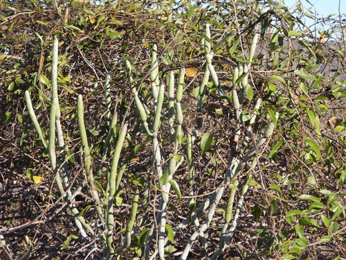 Euphorbia alluaudii (Euphorbia alluaudii)