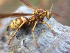 Polistes apachus apachus
