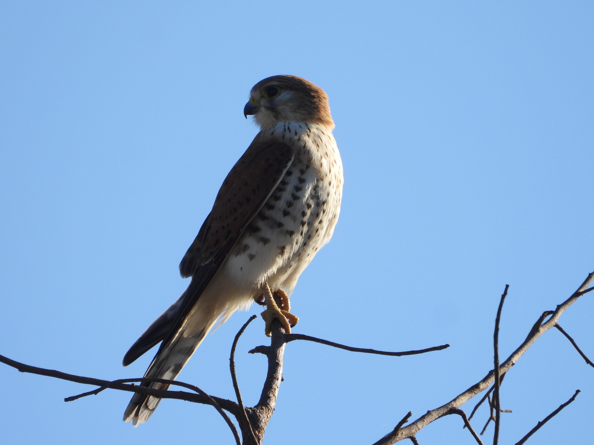 Malagasy Kestrel (Falco newtoni), photo 8