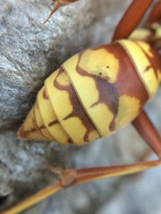 Polistes apachus apachus