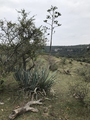 Agave tequilana