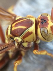Polistes apachus apachus