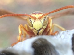 Polistes apachus apachus