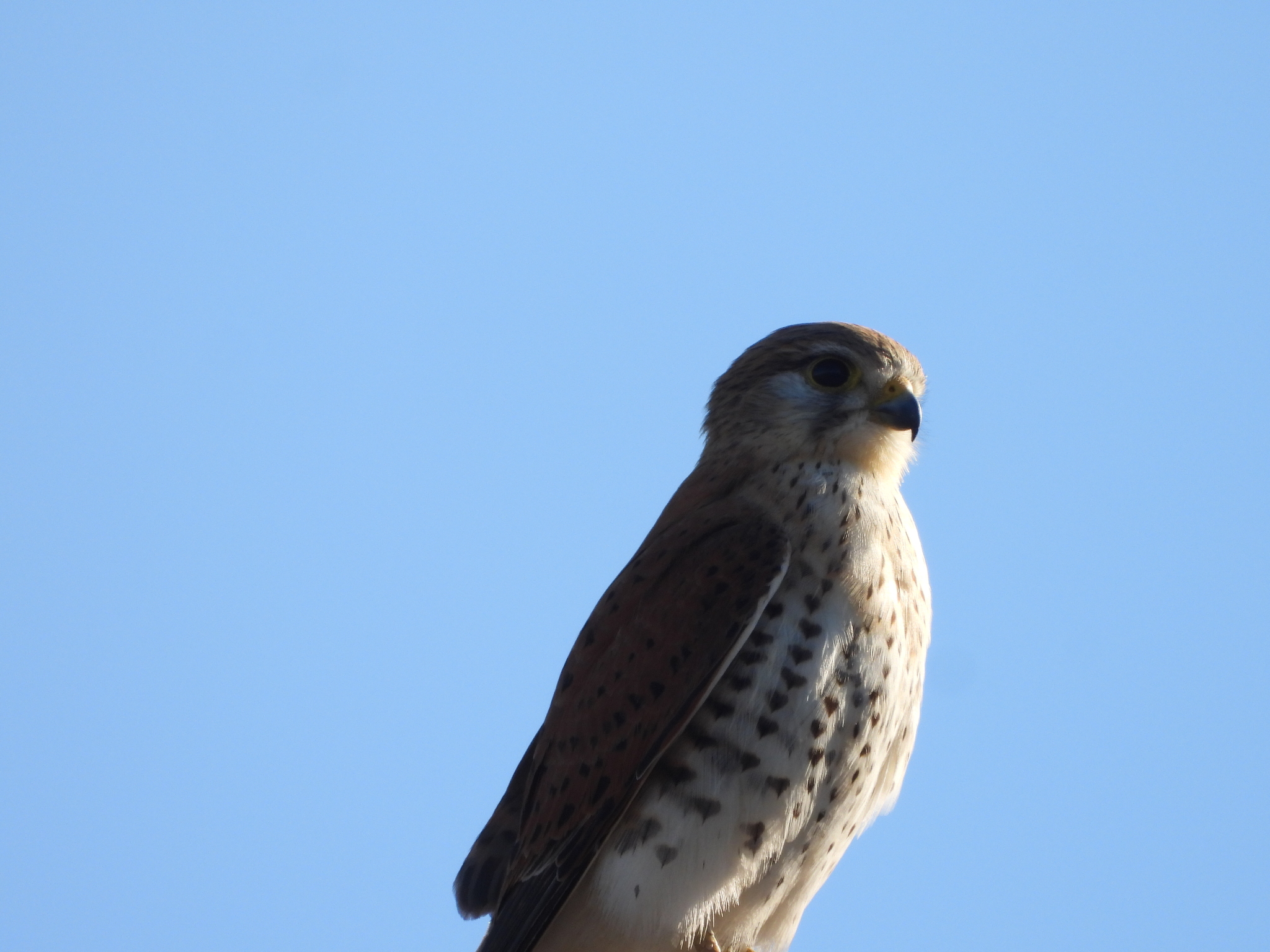 Malagasy Kestrel (Falco newtoni), photo 6