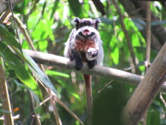 Saguinus imperator imperator