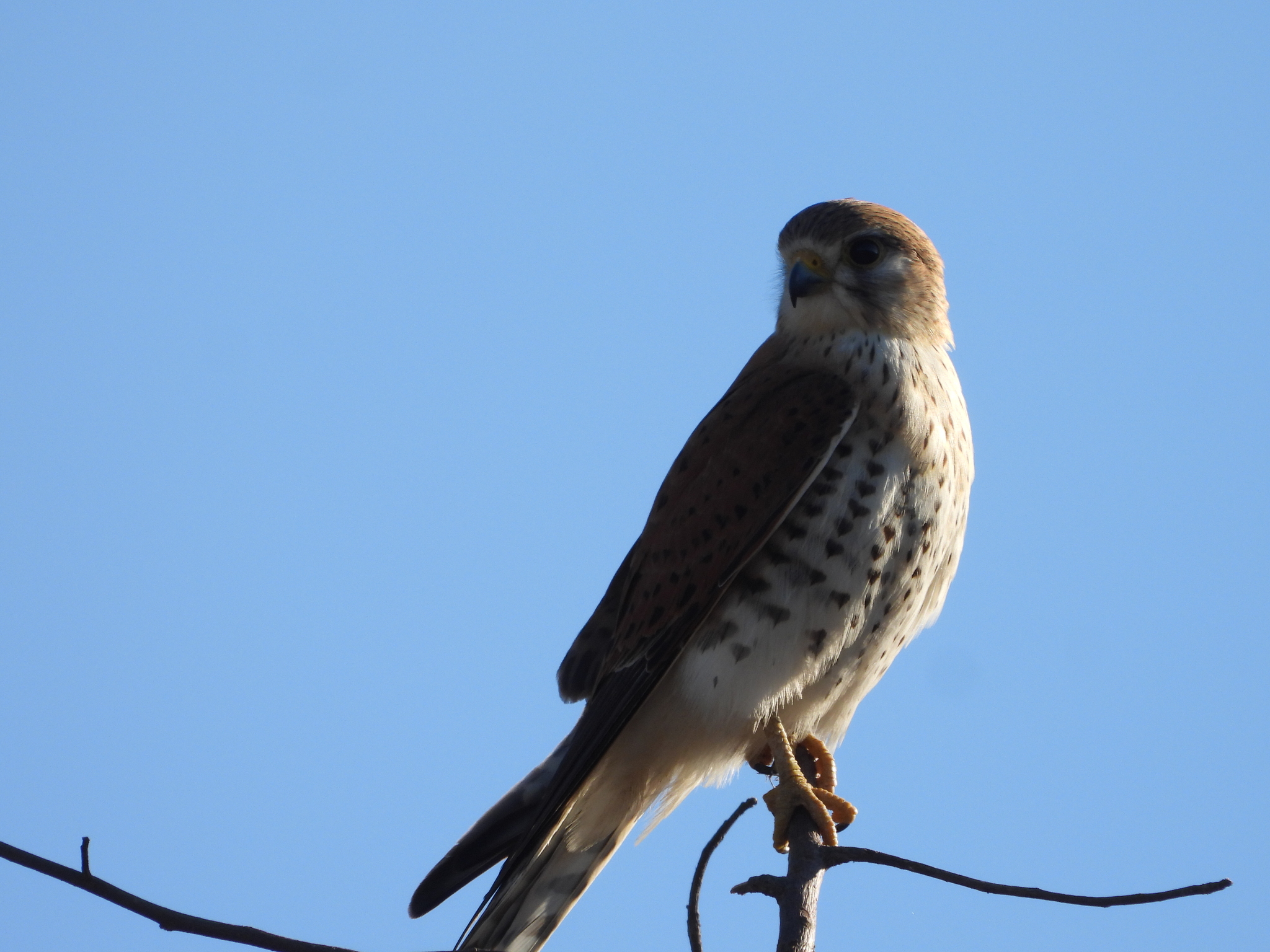 Malagasy Kestrel (Falco newtoni), photo 7